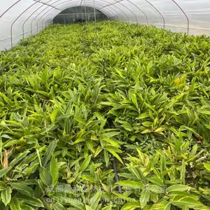 花叶良姜 成都花叶良姜基地 花叶良姜加仑杯苗 四川绿化灌木供应