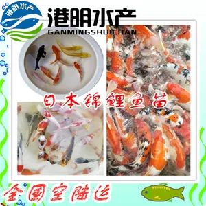 土塘出售日本锦鲤鱼苗 的养殖技术 港明水产大量销售