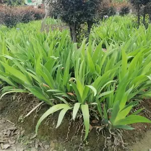 �����β***�� �Ĵ��β�Ļ��� �βС�������