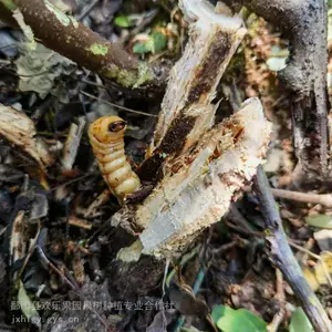 砍云实树 抓斗米虫 现场给客户砍云实树捉斗米虫 确保每一条都是云实斗米虫