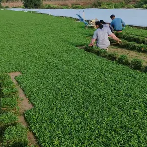 草坪基地直供 马尼拉 兰引三号 大叶油草批发 园林绿化草坪