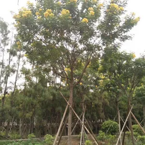 浙江黄花槐成活***,浙江耐修剪黄花槐供应