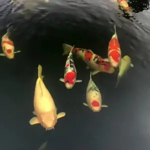 诸暨锦鲤鱼 锦鲤渔场直销 锦鲤批发