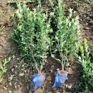 40-120cm大叶黄杨大叶黄杨球苗圃自产自销量大***