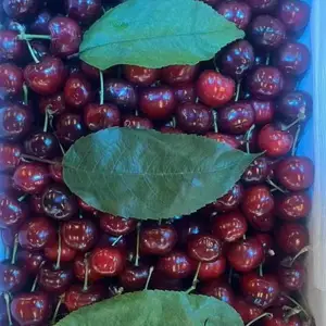 �ɣ���ˮ������Ӧ���̣�Ӧ��ʱ��ȫƷ��ˮ�������������ϣ���