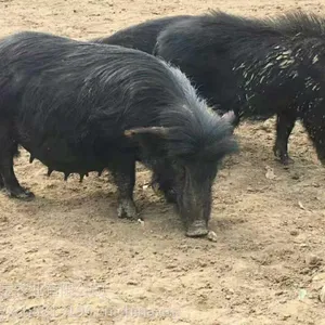 福建邵武市哪有藏香猪养殖场