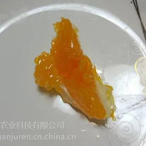 明日见柑桔枝条价格哪里有卖,湖南明日见柑橘枝条价格