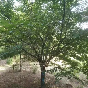 西藏拉萨樱花苗木基地价格行情