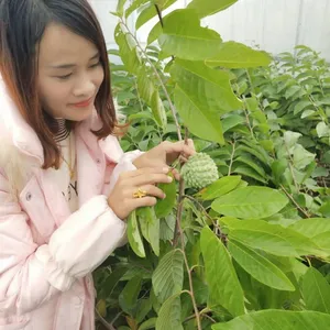 江门释迦苗批发|佛头果苗批发|番荔枝果苗|林檎|自产自销