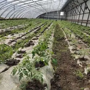 ***蔬菜供应