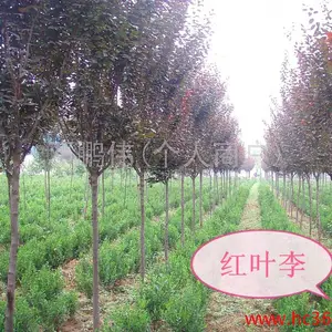 �����к�Ҷ��-5���ֺ�Ҷ�������Ӧ-��Ҷ�����