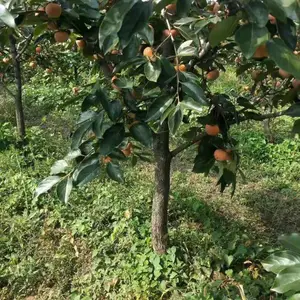 出售柿子树=山西8公分柿子树报价=8公分柿子树价格=10公分柿子树产地