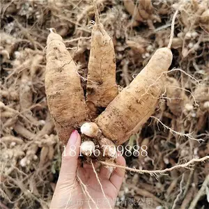 ������������ֲ����