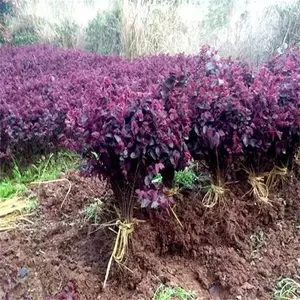 仙桃红花继木小苗 择地不严 园林工程苗适应性强