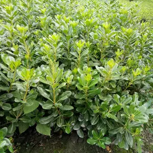 海桐苗 海桐杯苗成都货源 海桐小杯苗 海桐绿篱供应