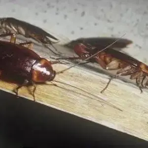 武汉蟑螂***
