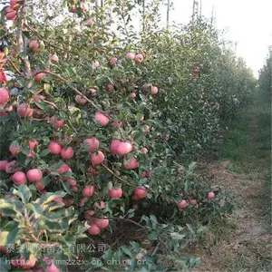 ��Ũ��ƻ������ ÿ�� ˧����ľ ����8��ƻ������ ��������