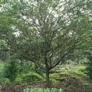 成都垂丝海棠基地直销,请到成都青峰苗木