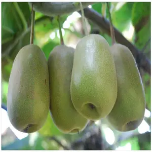 ������������⨺����� ���ֵ�⨺����� ������ �޽�⨺�����