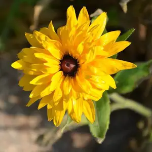 黑心菊种子 批发园林园艺花卉植物种子 景观造景菊花种子种籽