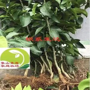出售桔苗大叶尾张,大叶尾张柑橘苗木批发出售