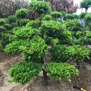 造型黄杨地景黄杨黄杨树