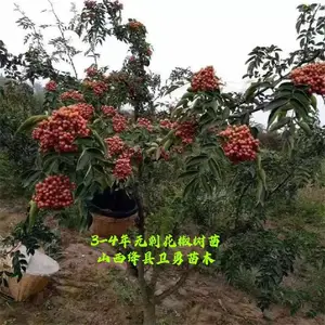 河南4公分花椒苗产地批发