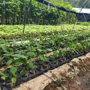 轻木苗,巴沙木苗,快速造林苗,4年可收成