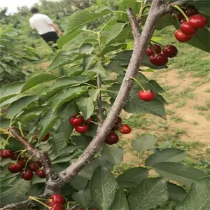 ũ��ֱ�� ˧������ ����ӣ���� ���ҹ�Ӧ ����ӣ����