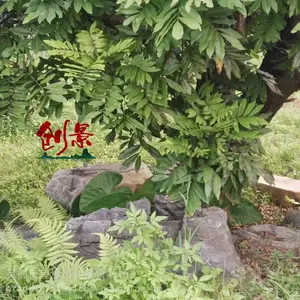 ��԰��ƺ��׺̫��ʯ���㶫���ۼ�ɽ����ʯ�ģ�����С��Ӣ��ʯ��ʯ