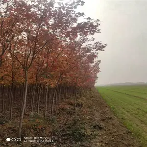 12���������������� ˧����ľ�������� ���������ֲ����