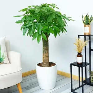合肥大型室内绿植发财树销售租赁
