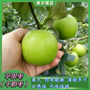 ƻ��ѩ��ţ������ ��ϵ���� ��׳�޲��� �����ֲ���� ����***