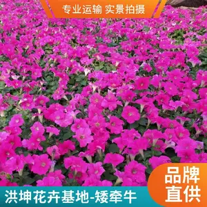 ��ǣţ ���ع��� ����Ʒ�� ���ܻ������� ������������ ��ɫǣţ��