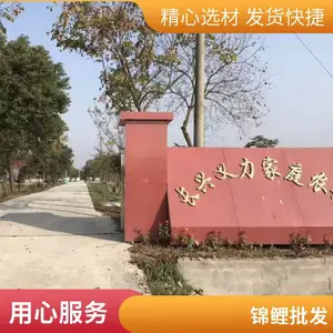 锦鲤活体观赏鱼 家养鱼池淡水好养活 可看品相挑鱼