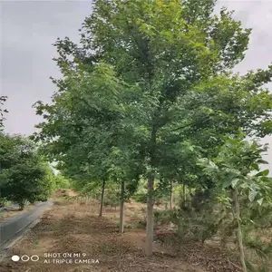 12���������������� ˧����ľ�������� ���������ֲ����