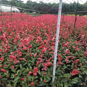 一串红杯花 新品一串红基地批发 30-50高一串红工程苗