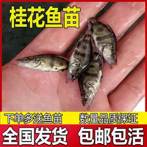 浙江温州桂花鱼苗价翘嘴鳜鱼苗价格