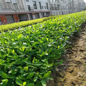 浙江春鹃苗一株的价格价格从廉