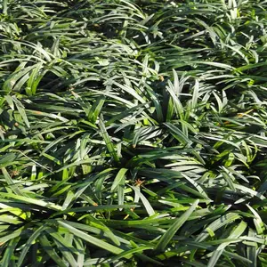 广西崇左春鹃小苗的价格质量认证