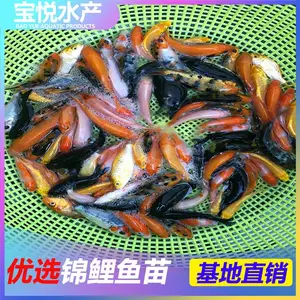 澳门放生锦鲤苗咨询锦鲤鱼苗繁殖