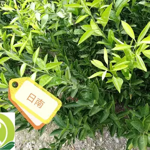 出售桔苗日南,柑橘苗日南出售
