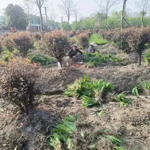 �����β***�� �Ĵ��β�Ļ��� �βС�������