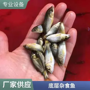 港发水产 鲤鱼苗 红鲤鱼苗 放生基地专用苗 体质健壮成活率稳定