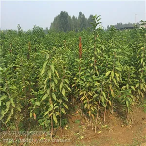 哪里有樱桃苗 樱桃苗多少钱一棵 品种特性