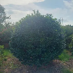 茶花树,茶花球,茶花柱,茶花树行情,茶花树基地,茶花树价格比较,茶花树图片