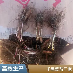 千屈菜小苗 茎直立多分枝 紫色花簇生 湿地旁种植观赏