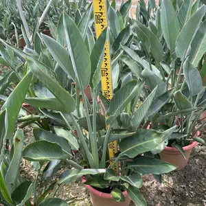 鹤望兰黄花天堂鸟红花天堂鸟盆苗广州植物工程绿化苗