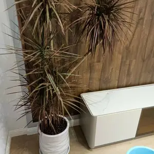 ����������ֲ���� ���� ���� �һ��԰��