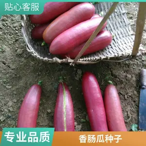 香茹蜜种子批发 香茹蜜种植基地直发